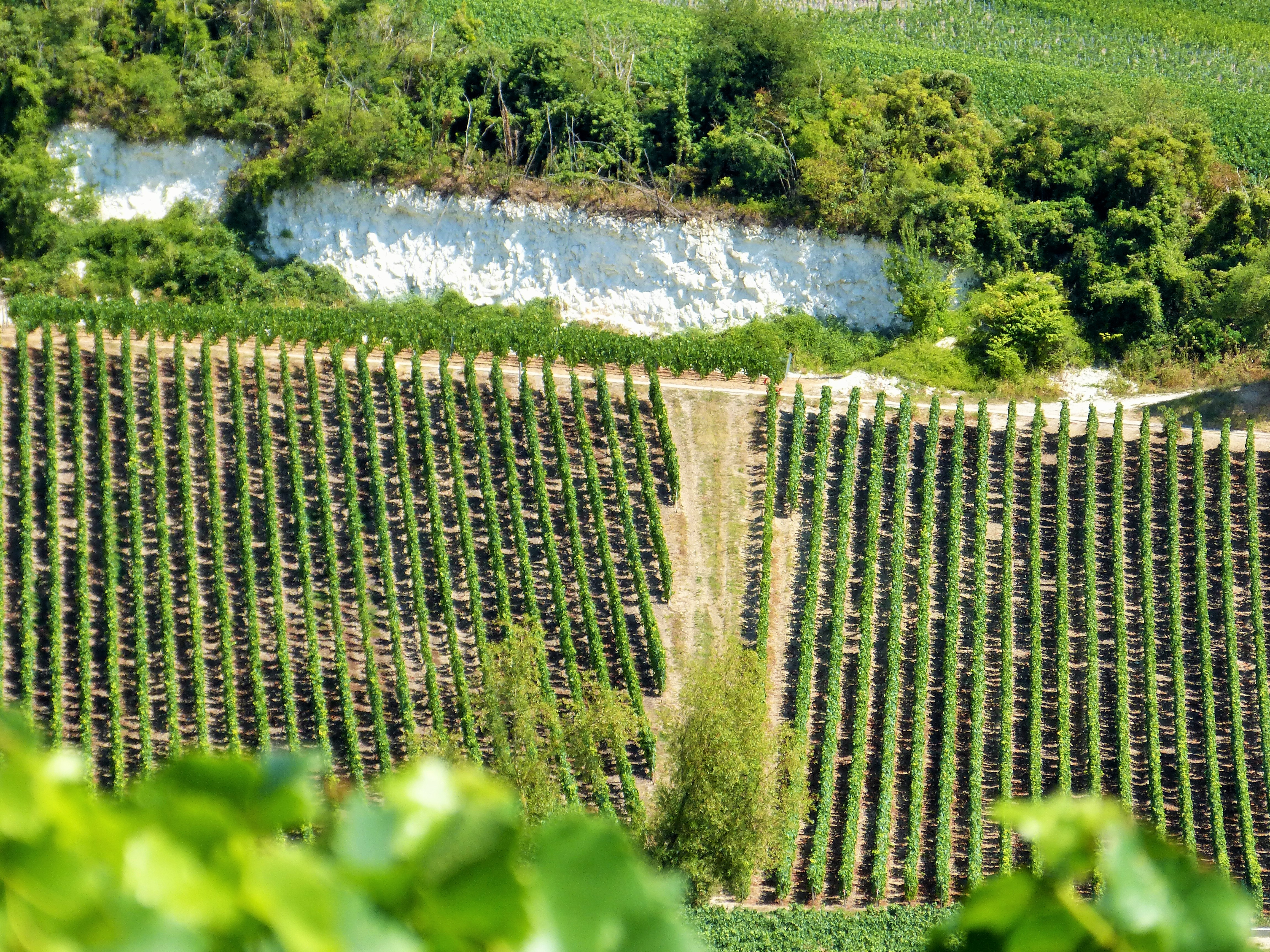 Photo d’accueil des Vignerons de Gouvieux